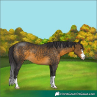 Horse Color:Buckskin 