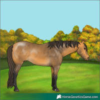 Horse Color:Buckskin 