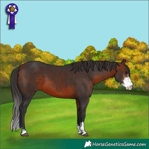 Horse Color:Bay Sabino