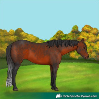 Horse Color:Brown 