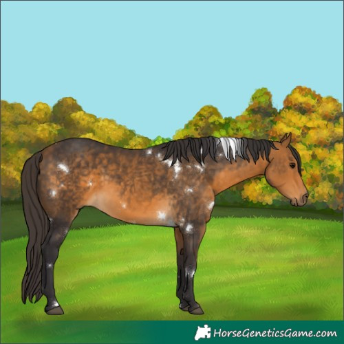 Horse Color:White Spotted Buckskin