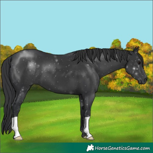 Horse Color:Black 