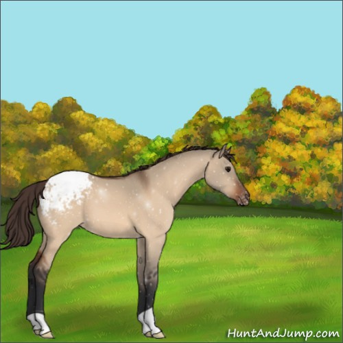 Horse Color:Bay Dun Appaloosa