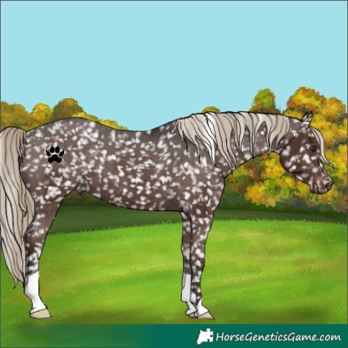Horse Color:Liver Chestnut Snowflake Varnish 