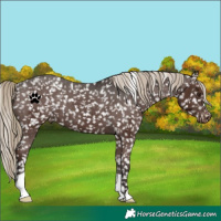 Horse Color:Liver Chestnut Snowflake Varnish