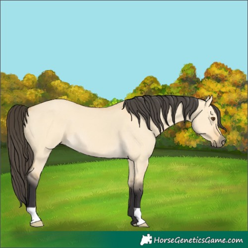 Horse Color:Buckskin Dun 