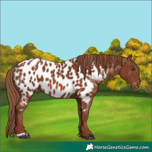 Horse Color:Chestnut Appaloosa