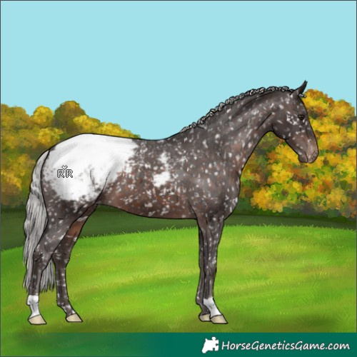 Horse Color:Silver Brown Mushroom Appaloosa 