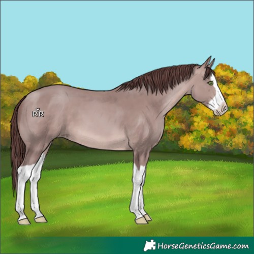 Horse Color:Platinum Chocolate Sable Champagne Splash 