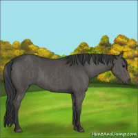 Horse Color:Grullo and Grullo