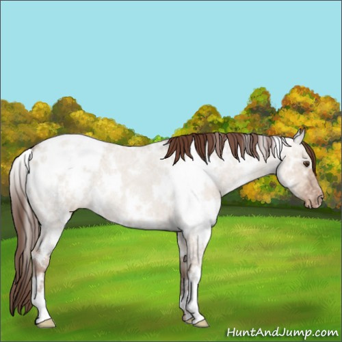 Horse Color:White Spotted Classic Champagne Ice Roan Dun Appaloosa 