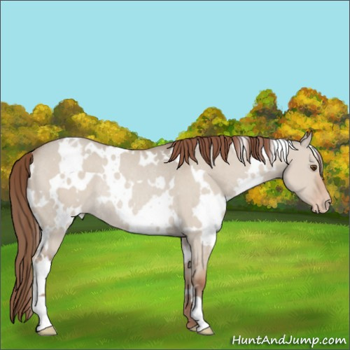 Horse Color:White Spotted Classic Champagne Roan Dun Appaloosa Rabicano 