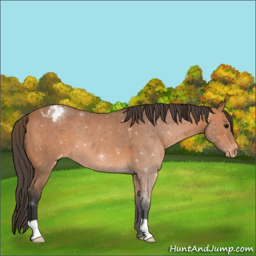 Horse Color:Bay Roan Appaloosa 
