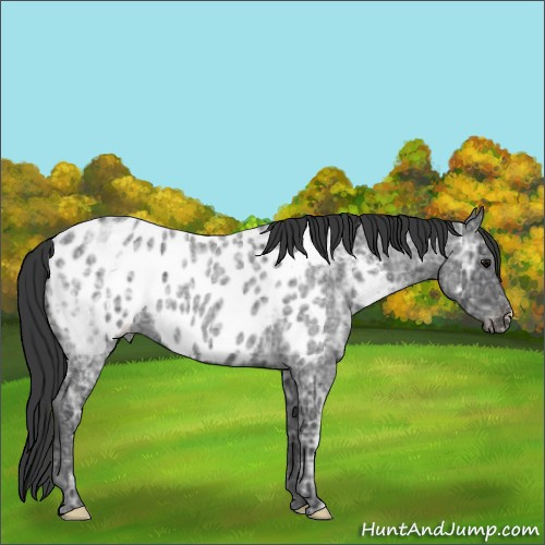 Horse Color:Blue Ice Roan Appaloosa 