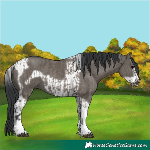 Horse Color:Grullo Tobiano and Grullo Tobiano Frame