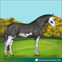 Horse Color:Grullo Splash  and Grullo Splash 