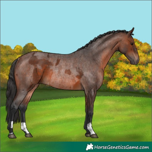 Horse Color:Brown Rabicano and Brown Roan Rabicano