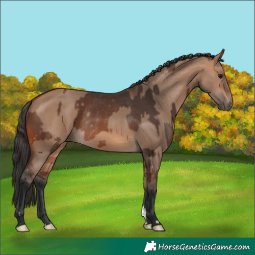 Horse Color:Bay Rabicano  and Bay Dun Rabicano 
