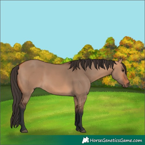 Horse Color:Bay Dun 