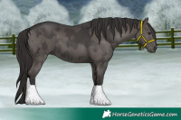 Horse Color:Smoky Grullo and Smoky Grullo