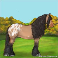 Horse Color:Brown Dun and Brown Dun Appaloosa