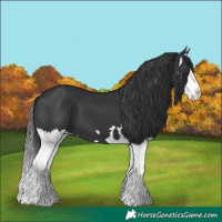 Horse Color:Black Splash