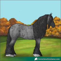 Horse Color:Blue Roan Rabicano 