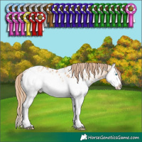 Horse Color:Smoky Black Pearl Sabino Splash Appaloosa 