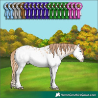 Horse Color:Smoky Black Pearl Sabino Splash Appaloosa 