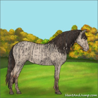 Horse Color:Grullo  and Classic Champagne Dun 