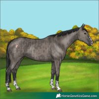 Horse Color:Grullo  and Grullo Rabicano 