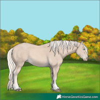 Horse Color:Cremello Tobiano 