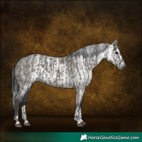 Horse Color:Grullo  and Gray Grullo 