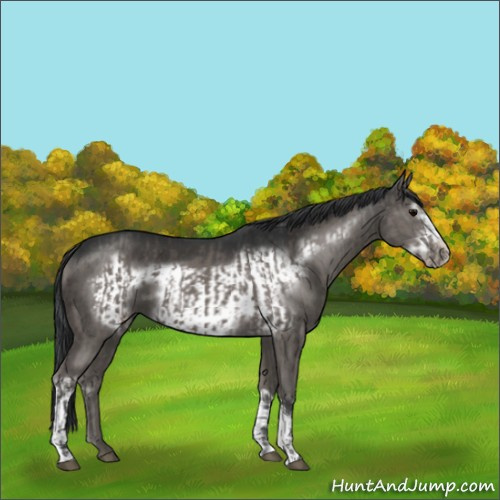 Horse Color:Grullo  and Grullo Frame 