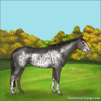 Horse Color:Grullo  and Grullo Frame 