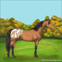 Horse Color:Bay Appaloosa 