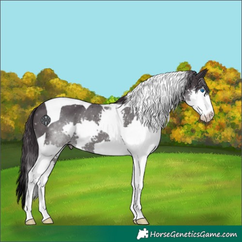 Horse Color:Smoky Black Sabino Splash Tobiano 