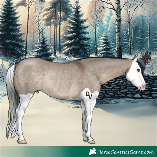 Horse Color:Brown Dun Splash Rabicano 