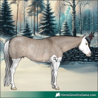 Horse Color:Brown Dun Splash Rabicano 