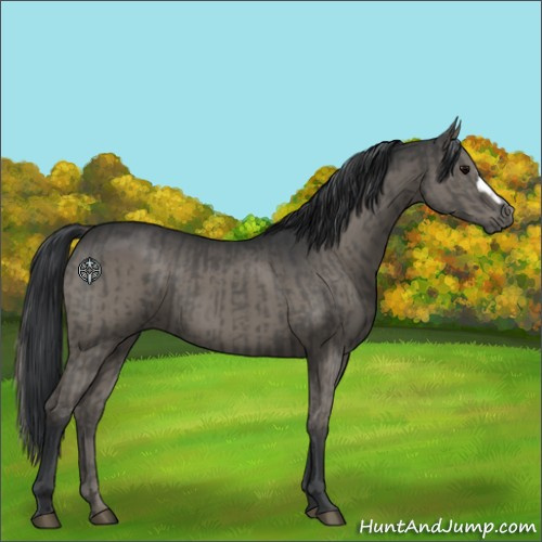 Horse Color:Grullo  and Grullo 