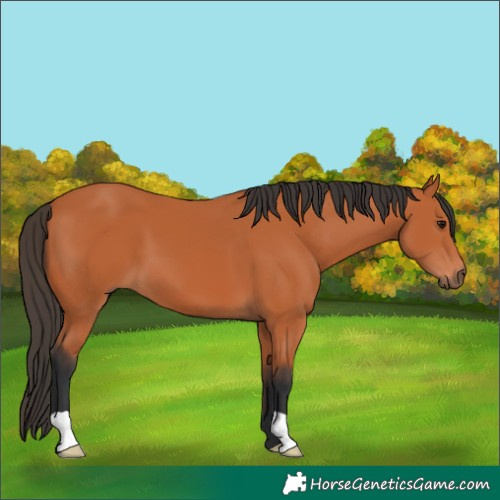 Horse Color:Bay 