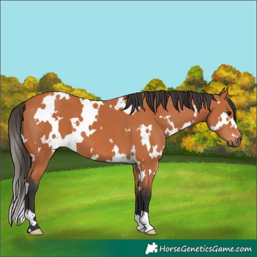 Horse Color:White Spotted Bay 