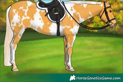 Horse Color:White Spotted Palomino 