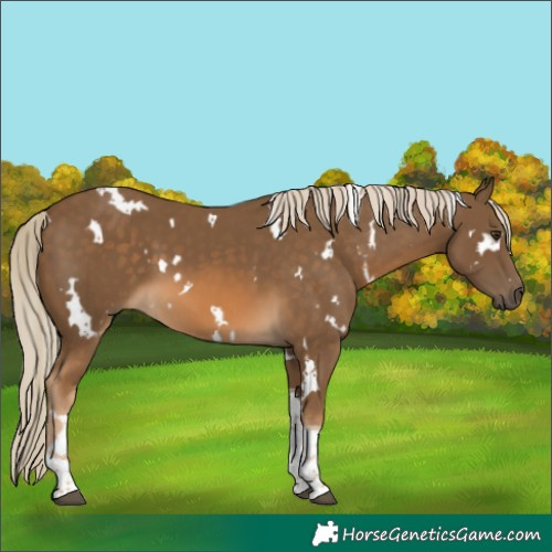 Horse Color:White Spotted Chocolate Palomino Tobiano 