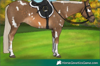 Horse Color:White Spotted Chocolate Palomino Tobiano 