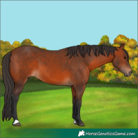 Horse Color:Bay 