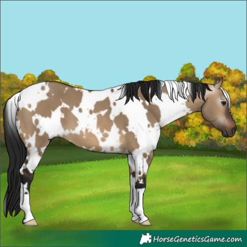Horse Color:Gray White Spotted Brown Dun 
