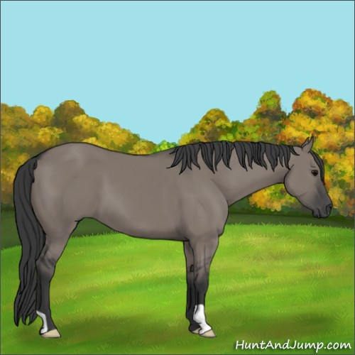 Horse Color:Grullo 