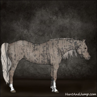 Horse Color:Grullo  and Silver Grullo 