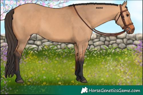 Horse Color:Bay Dun